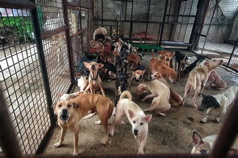 cebu city pound photos